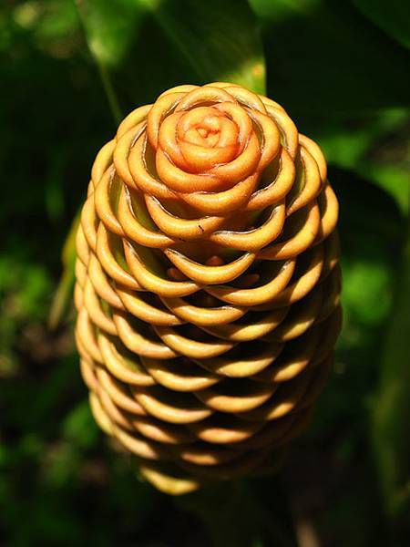 Botanical h6.JPG Botanical h6.JPG