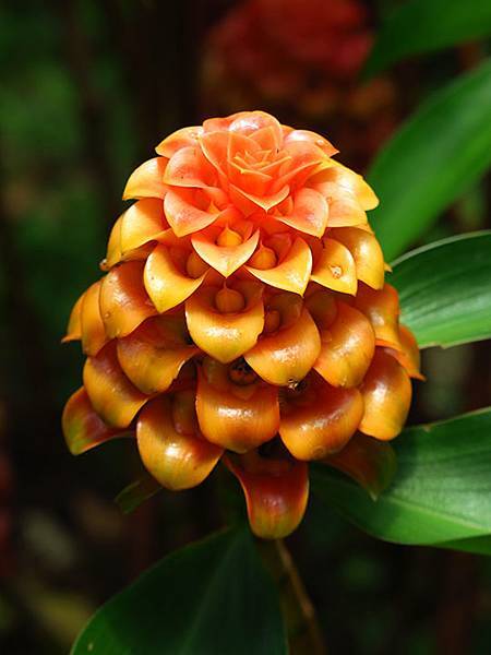 Botanical h4.JPG Botanical h4.JPG