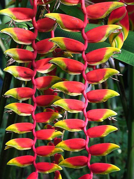 Botanical i2.JPG Botanical i2.JPG