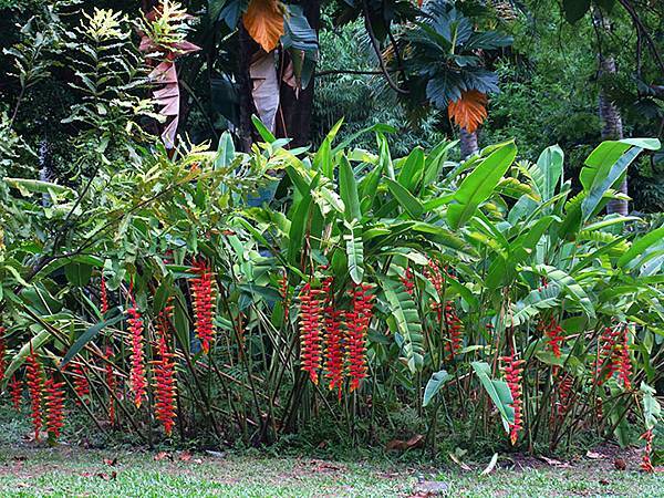 Botanical i1.JPG Botanical i1.JPG