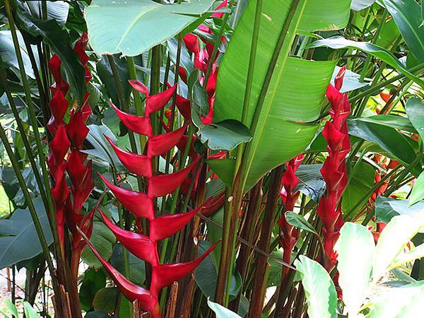 Botanical i3.JPG Botanical i3.JPG