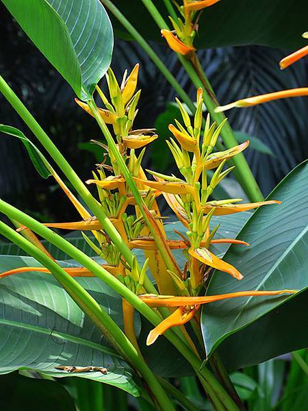 Botanical i4.JPG Botanical i4.JPG