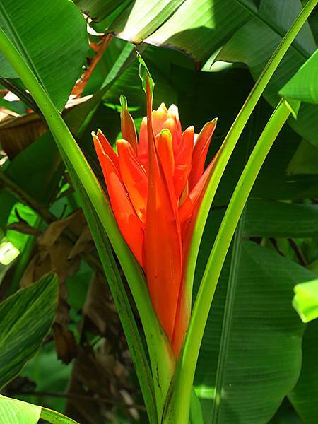 Botanical i5.JPG Botanical i5.JPG