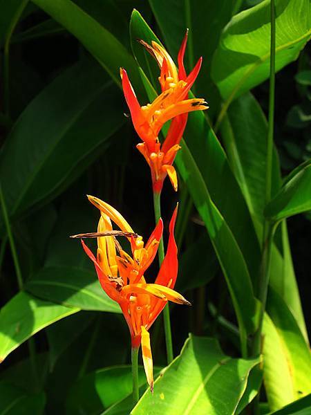 Botanical i6.JPG Botanical i6.JPG