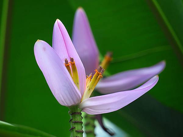 Botanical i8.JPG Botanical i8.JPG