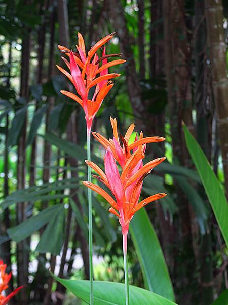 Botanical i7.JPG Botanical i7.JPG