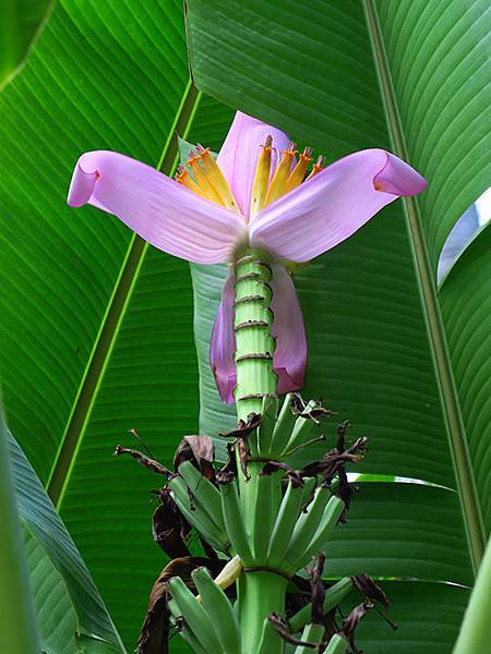 Botanical i9.JPG Botanical i9.JPG