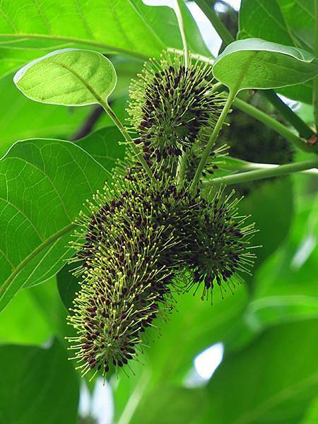 Botanical j1.JPG Botanical j1.JPG