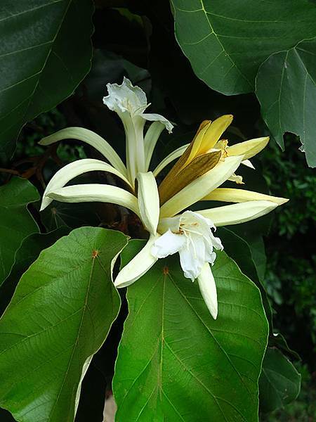 Botanical j2.JPG Botanical j2.JPG