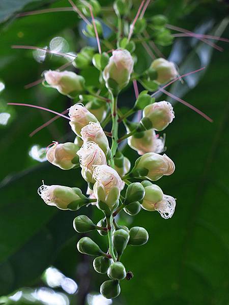 Botanical j6.JPG Botanical j6.JPG