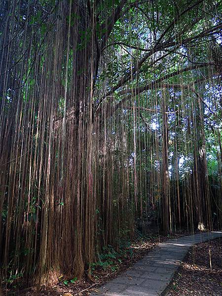 Botanical j4.JPG Botanical j4.JPG