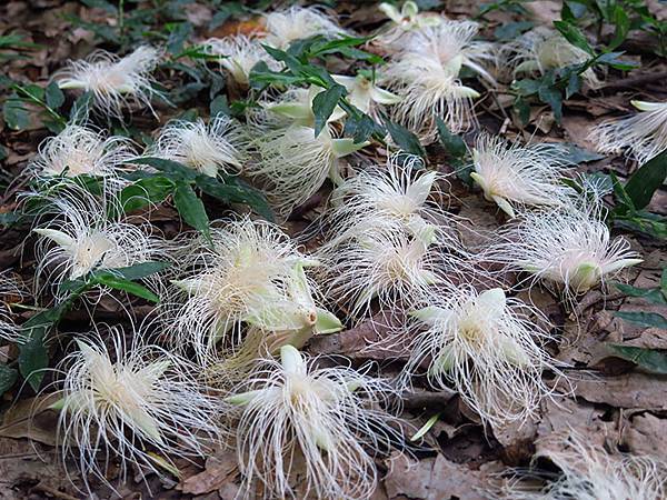 Botanical j5.JPG Botanical j5.JPG