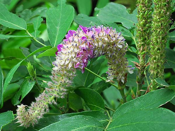 Botanical j3.JPG Botanical j3.JPG