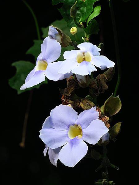 Botanical k2.JPG Botanical k2.JPG