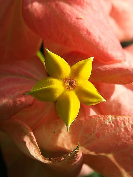 Botanical j7.JPG Botanical j7.JPG