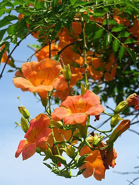 Botanical k1.JPG Botanical k1.JPG