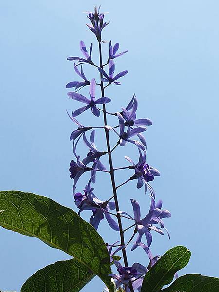 Botanical k4.JPG Botanical k4.JPG