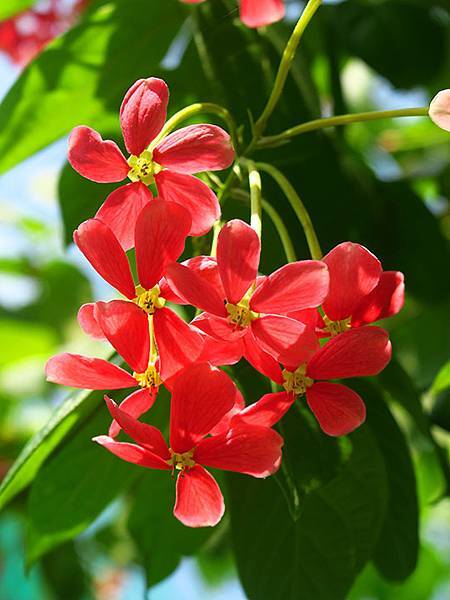 Botanical k3.JPG Botanical k3.JPG