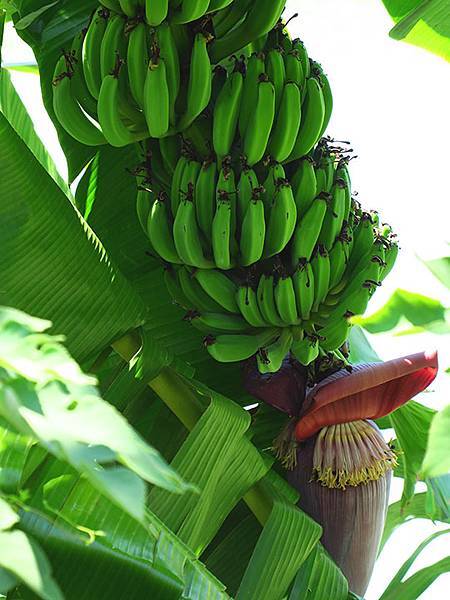 Botanical i10.JPG Botanical i10.JPG