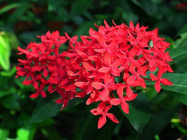 Botanical j8.JPG Botanical j8.JPG