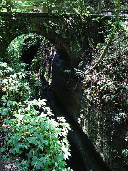 Lion head a4.JPG Lion head a4.JPG