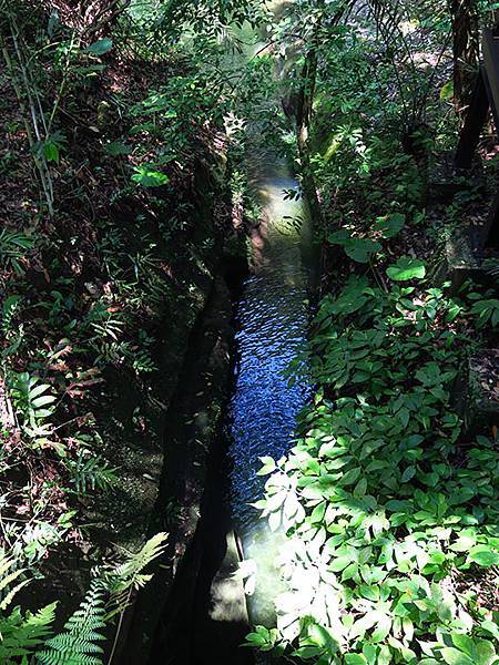 Lion head a3.JPG Lion head a3.JPG