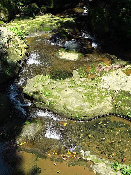 Lion head b6.JPG Lion head b6.JPG