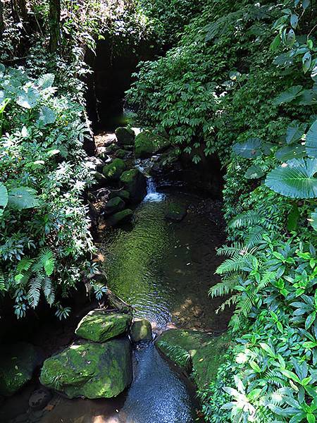 Lion head b4.JPG Lion head b4.JPG