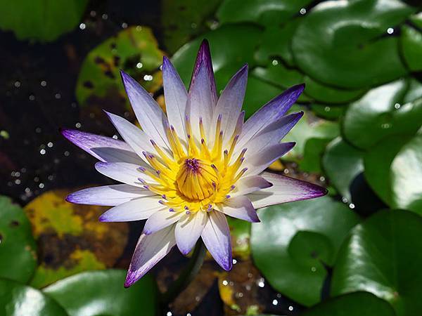 Lion head c1.JPG Lion head c1.JPG