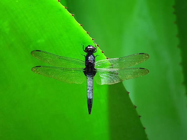 Lion head c3.JPG Lion head c3.JPG