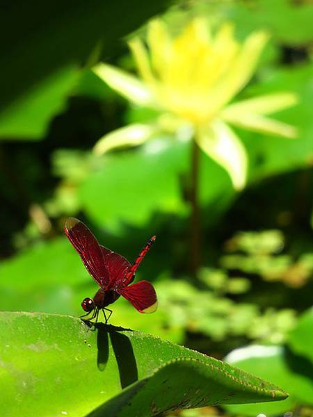 Lion head c2.JPG Lion head c2.JPG