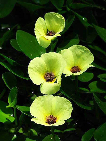 Lion head c5.JPG Lion head c5.JPG