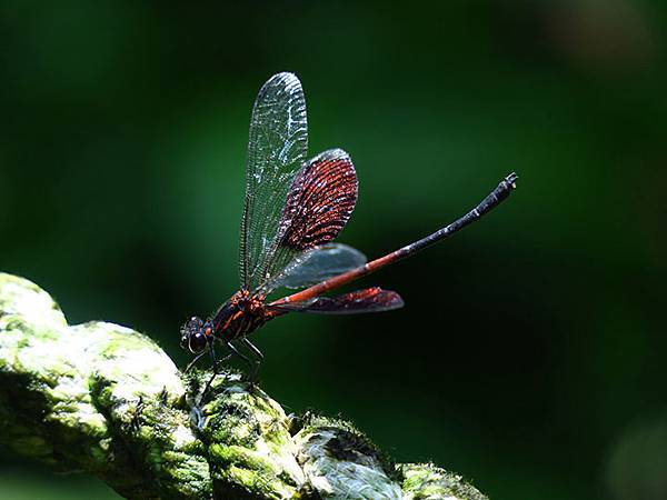 Lion head c4.JPG Lion head c4.JPG