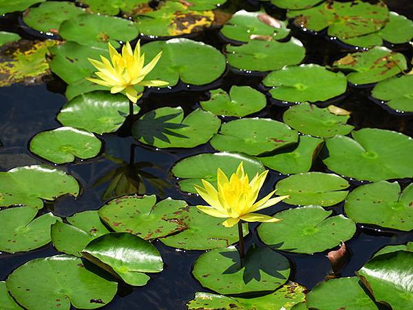 Lion head d4.JPG Lion head d4.JPG