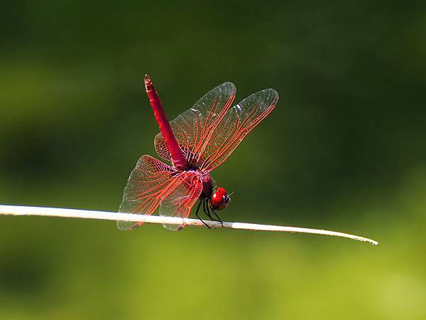 Lion head d5.JPG Lion head d5.JPG