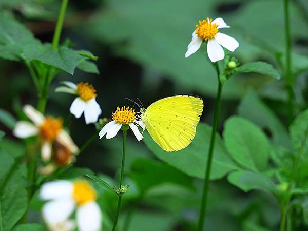 Lion head c6.JPG Lion head c6.JPG