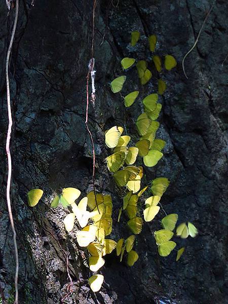 Lion head c7.JPG Lion head c7.JPG