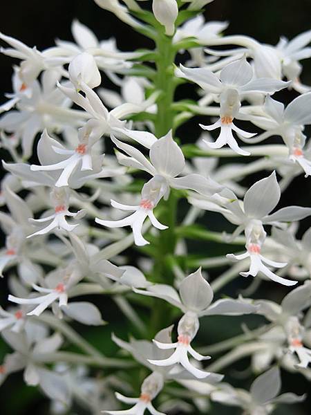 Lin Antai e5.JPG Lin Antai e5.JPG