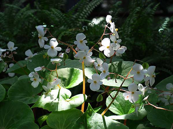 Lin Antai f1.JPG Lin Antai f1.JPG