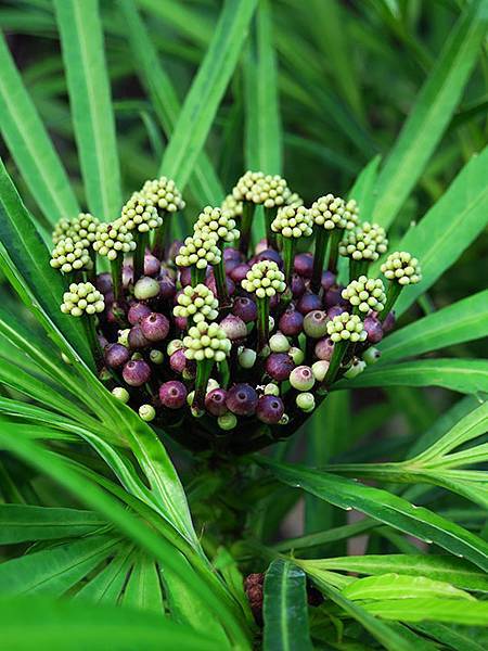 Lin Antai e6.JPG Lin Antai e6.JPG