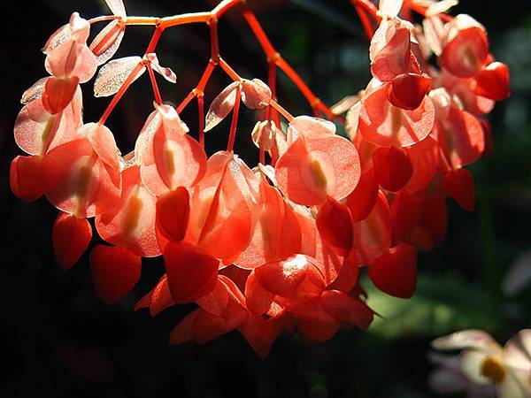 Lin Antai f2.JPG Lin Antai f2.JPG