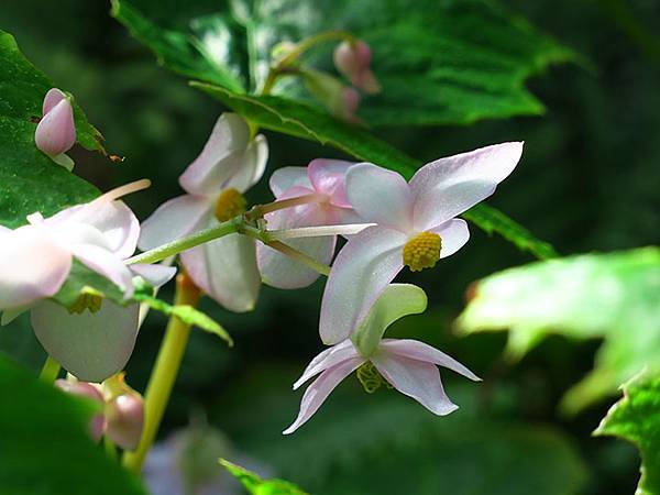 Lin Antai f3.JPG Lin Antai f3.JPG