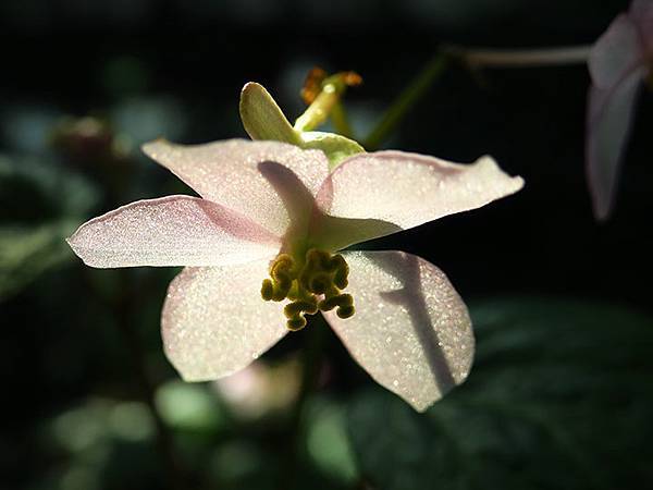 Lin Antai f4.JPG Lin Antai f4.JPG