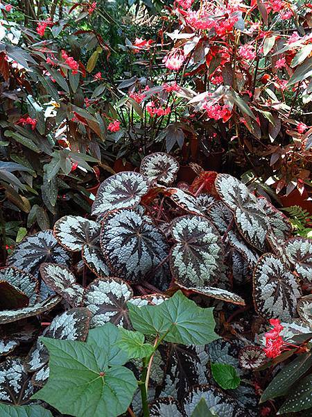 Lin Antai f5.JPG Lin Antai f5.JPG