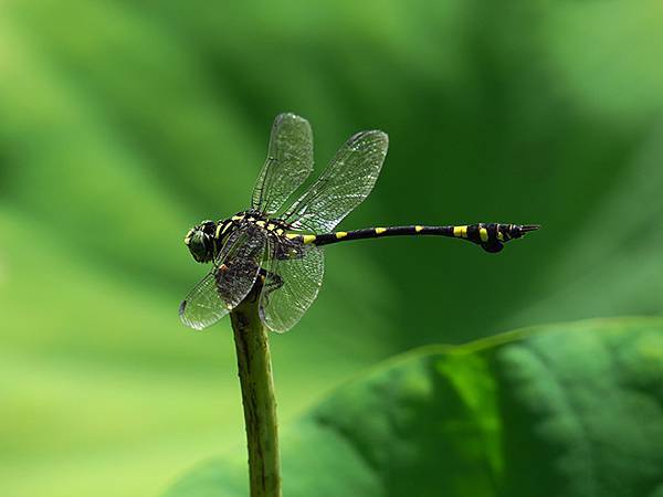 Dragonfly a4.JPG