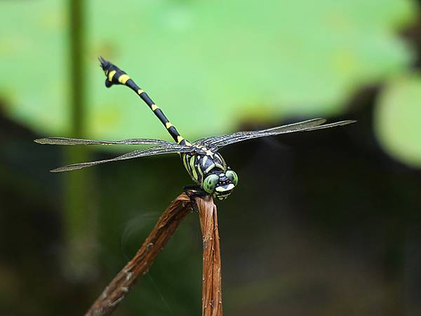 Dragonfly a3.JPG