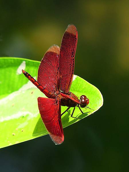 Dragonfly a8.JPG