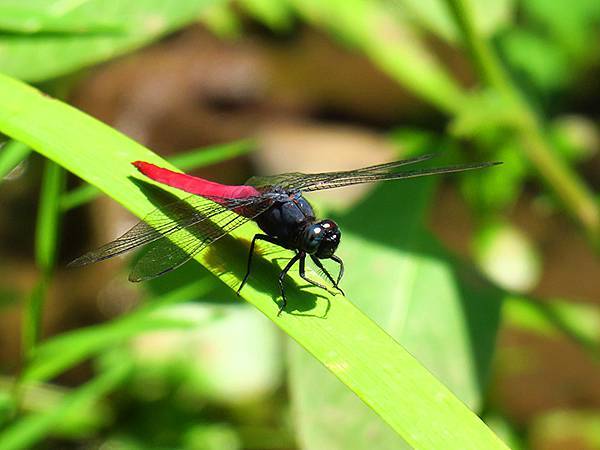 Dragonfly a9.JPG