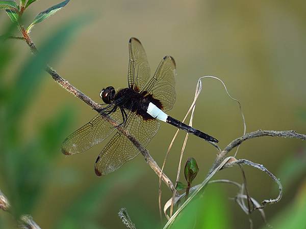 Dragonfly a13.JPG