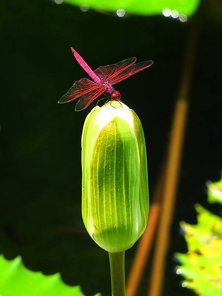 Dragonfly a16.JPG